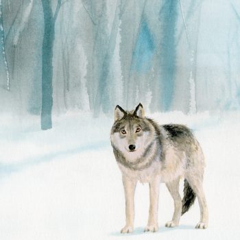 silas en de wolf (2)