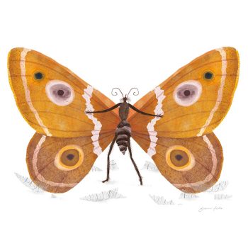 vlinder-700×700